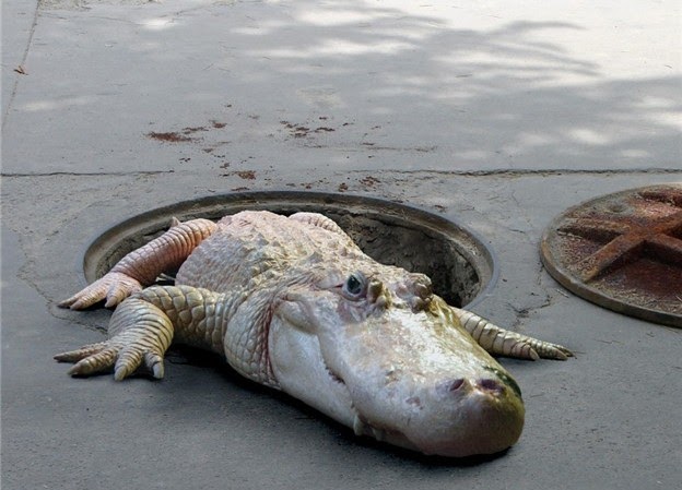 Destape De Alcantarillado En Maipú